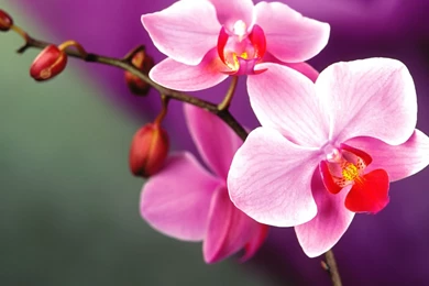 Purple Orchids Wallpapers