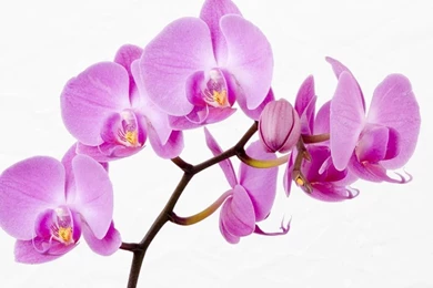 Flowers: Endearing Pansies China White Coffee Cup Lilac Tablecloth ...