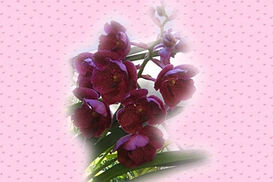 Valentines_purple_orchid_wallpaper_1482.jpg