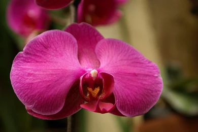Orchid Wallpapers: Beautiful Orchids In Widescreen Wallpapers