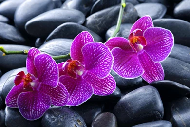 Orchid And Stones   (