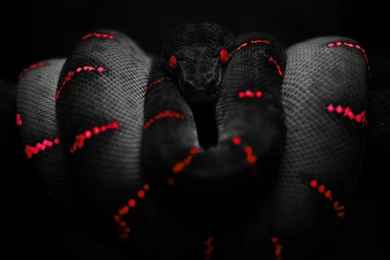 Pics of red and black snakes wallpaper.jpg