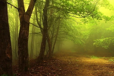 1920x1080 Foggy Forest Wallpapers