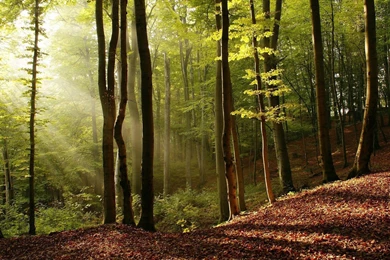 1920x1080 Autumn Forest Leaves Wallpapers