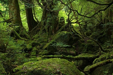 1920x1080 Mystical Forest Wallpapers