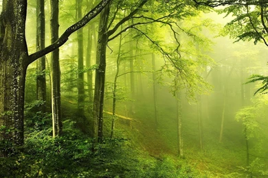 1920x1080 Forest Enchanted Wallpapers