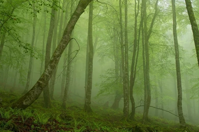 1920x1080 Foggy Mystic Forest Wallpapers