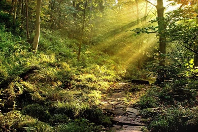 Forest Wallpapers Hd 181832