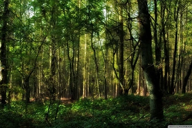 Download Forest Wallpapers 1920x1080