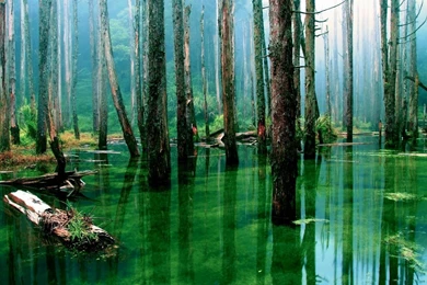 Swamp Forest HD Wallpapers