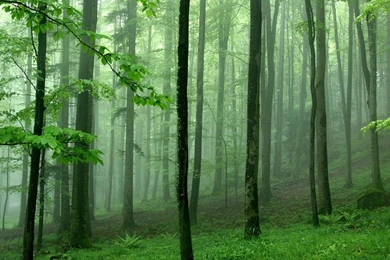 Forest Wallpapers 1600x1200   (