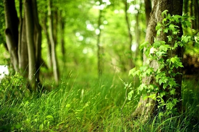 HD Quality Awesome Green Forest Landscape Wallpapers HD 10 ...