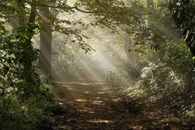 1920x1080 Forest Sunbeams Wallpapers