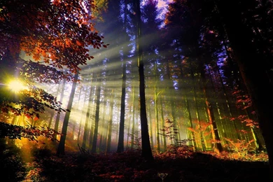 1920x1080 Sunset In The Forest Desktop PC And Mac Wallpapers