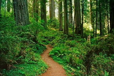Forest Path HD Wallpapers   HD Wallpaper Backgrounds Of Your Choice