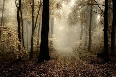 Photo: Forest wallpaper 1920x1080 090