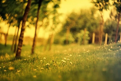 Dandelions In The Forest Wallpapers   Nature Wallpapers