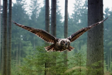 1920x1080 Owl Flying Forest Wallpapers