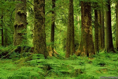 Summer Forest Wallpapers 3   Crazy Frankenstein