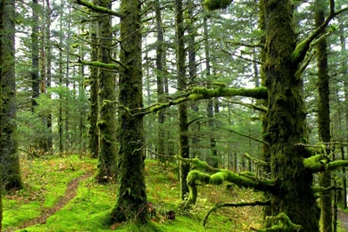 1920x1080 Mossy Forest Desktop PC And Mac Wallpapers