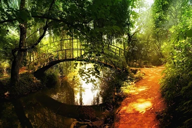 1920x1080 Forest Path Bridge Wallpapers