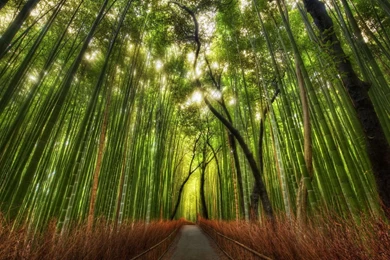 Green Forest HD Wallpapers