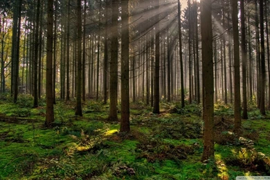 Download Forest 30 Wallpapers 1920x1080