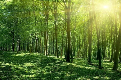 Sunshine In The Forest Wallpapers   Nature Wallpapers