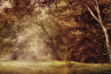 Download 1920x1080 Enchanted Forest Wallpapers