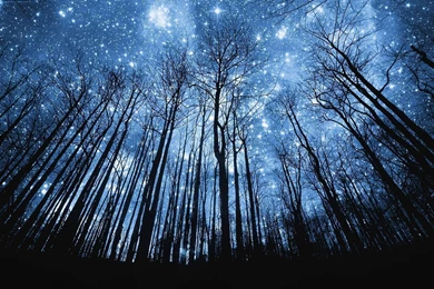 Starry Night In Forest HD Wallpapers