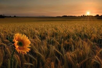 Nature Backgrounds Pictures, Images & Photos