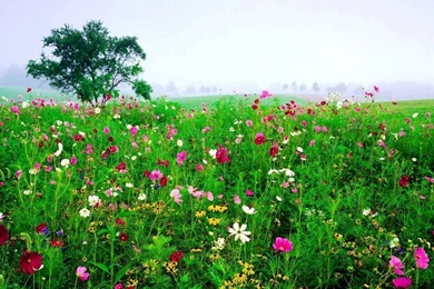 Free Desktop Backgrounds Nature Flowers In The Field Your Top HD ...