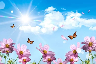 Summer Desktop Wallpapers Free