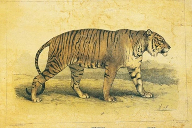 Wallpapers Tiger, Vintage, Country, Retro Free Desktop Wallpapers HD ...