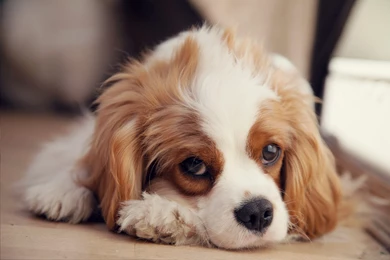 Cute Puppy Wallpapers Download For Desktop, PC & Mobile