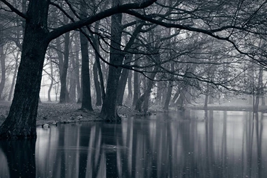 Dark Forest HD Wallpapers, Dark Forest Backgrounds