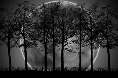 Dark Forest Moon   Wallpaper.