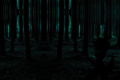 Dark Forest HD Wallpapers Widescreen Resolution