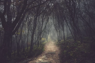 Forest Path Pictures