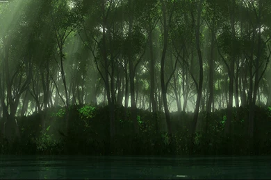 Dark Green Forest Twitter Backgrounds   Twitterevolutions