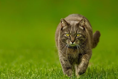Download Wallpapers 1920x1080 Cat, Spring, Lawn, Green, Nature Full ...