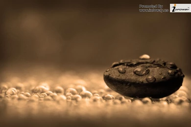 Macro Retro Nature Photo 27 Of 200