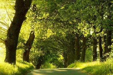 Nature Wallpapers Hd 1080p For Desktop