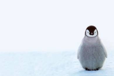 Penguin Wallpaper Backgrounds Download Desktop • IPhones Wallpapers