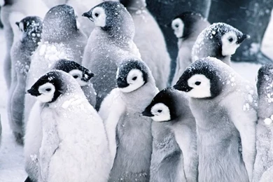 Penguin Winter Wallpapers Widescreen 612472