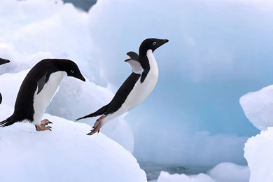Download Wallpapers 3840x2160 Penguin, Snow, Jump, Wings, Paws 4K ...