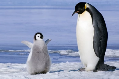 Download Wallpapers 2048x1152 Penguin, Couple, Snow, Ice, Cub HD HD ...