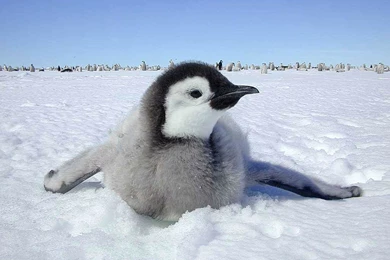 Penguin Wallpaper Backgrounds Download Desktop • IPhones Wallpapers