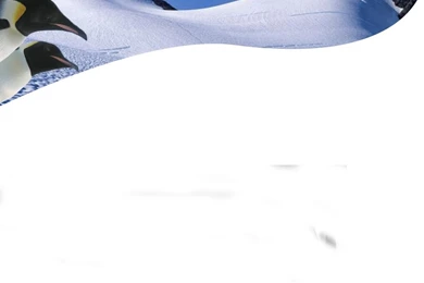 Penguin Download PowerPoint Backgrounds   PPT Backgrounds