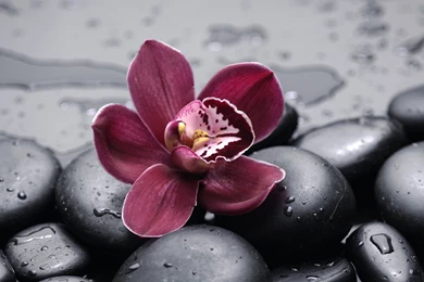 Orchid Computer Wallpapers, Desktop Backgrounds